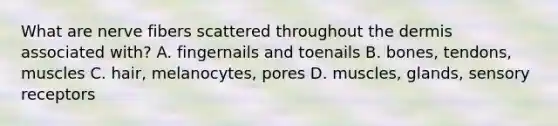 What are nerve fibers scattered throughout the dermis associated with? A. fingernails and toenails B. bones, tendons, muscles C. hair, melanocytes, pores D. muscles, glands, sensory receptors