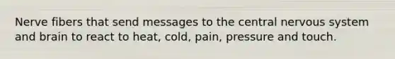 Nerve fibers that send messages to the central nervous system and brain to react to heat, cold, pain, pressure and touch.