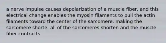 a nerve impulse causes depolarization of a muscle fiber, and this electrical change enables the myosin filaments to pull the actin filaments toward the center of the sarcomere, making the sarcomere shorte. all of the sarcomeres shorten and the muscle fiber contracts