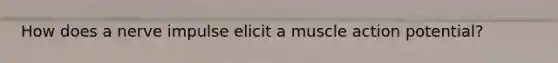 How does a nerve impulse elicit a muscle action potential?