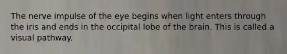 The nerve impulse of the eye begins when light enters through the iris and ends in the occipital lobe of <a href='https://www.questionai.com/knowledge/kLMtJeqKp6-the-brain' class='anchor-knowledge'>the brain</a>. This is called a visual pathway.