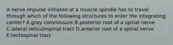 A nerve impulse initiated at a muscle spindle has to travel through which of the following structures to enter the integrating center? A.gray commissure B.posterior root of a spinal nerve C.lateral reticulospinal tract D.anterior root of a spinal nerve E.tectospinal tract