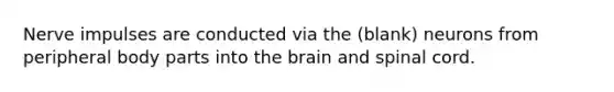 Nerve impulses are conducted via the (blank) neurons from peripheral body parts into the brain and spinal cord.
