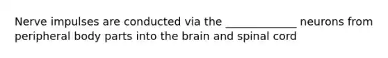 Nerve impulses are conducted via the _____________ neurons from peripheral body parts into the brain and spinal cord