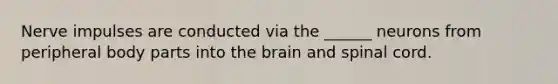 Nerve impulses are conducted via the ______ neurons from peripheral body parts into the brain and spinal cord.