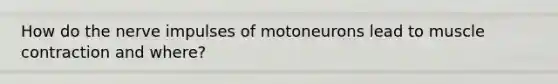 How do the nerve impulses of motoneurons lead to muscle contraction and where?