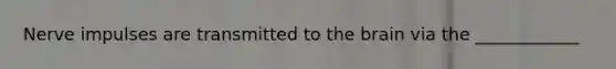 Nerve impulses are transmitted to the brain via the ____________
