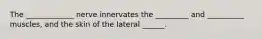 The _____________ nerve innervates the _________ and __________ muscles, and the skin of the lateral ______.