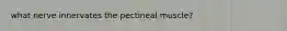 what nerve innervates the pectineal muscle?