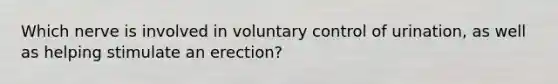 Which nerve is involved in voluntary control of urination, as well as helping stimulate an erection?