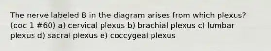 The nerve labeled B in the diagram arises from which plexus? (doc 1 #60) a) cervical plexus b) brachial plexus c) lumbar plexus d) sacral plexus e) coccygeal plexus