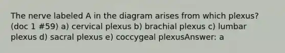 The nerve labeled A in the diagram arises from which plexus? (doc 1 #59) a) cervical plexus b) brachial plexus c) lumbar plexus d) sacral plexus e) coccygeal plexusAnswer: a