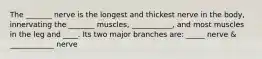 The _______ nerve is the longest and thickest nerve in the body, innervating the _______ muscles, ___________, and most muscles in the leg and ____. Its two major branches are: _____ nerve & ____________ nerve