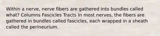 Within a nerve, nerve fibers are gathered into bundles called what? Columns Fascicles Tracts In most nerves, the fibers are gathered in bundles called fascicles, each wrapped in a sheath called the perineurium.