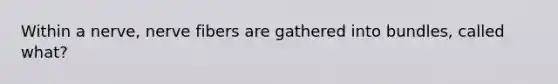 Within a nerve, nerve fibers are gathered into bundles, called what?