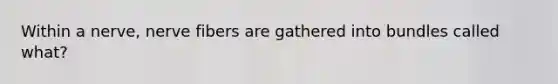 Within a nerve, nerve fibers are gathered into bundles called what?