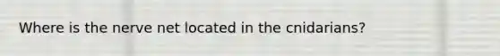Where is the nerve net located in the cnidarians?