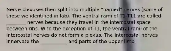 Nerve plexuses then split into multiple "named" nerves (some of these we identified in lab). The ventral rami of T1-T11 are called ________ nerves because they travel in the intercostal space between ribs. With the exception of T1, the ventral rami of the intercostal nerves do not form a plexus. The intercostal nerves innervate the ___________ and parts of the upper limb.