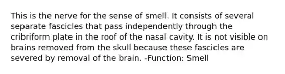 This is the nerve for the sense of smell. It consists of several separate fascicles that pass independently through the cribriform plate in the roof of the nasal cavity. It is not visible on brains removed from the skull because these fascicles are severed by removal of <a href='https://www.questionai.com/knowledge/kLMtJeqKp6-the-brain' class='anchor-knowledge'>the brain</a>. -Function: Smell