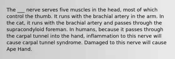 The ___ nerve serves five muscles in the head, most of which control the thumb. It runs with the brachial artery in the arm. In the cat, it runs with the brachial artery and passes through the supracondyloid foreman. In humans, because it passes through the carpal tunnel into the hand, inflammation to this nerve will cause carpal tunnel syndrome. Damaged to this nerve will cause Ape Hand.