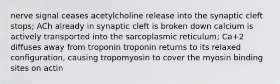 nerve signal ceases acetylcholine release into the synaptic cleft stops; ACh already in synaptic cleft is broken down calcium is actively transported into the sarcoplasmic reticulum; Ca+2 diffuses away from troponin troponin returns to its relaxed configuration, causing tropomyosin to cover the myosin binding sites on actin