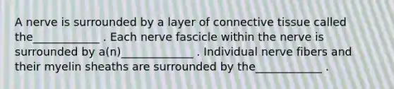 A nerve is surrounded by a layer of connective tissue called the____________ . Each nerve fascicle within the nerve is surrounded by a(n)_____________ . Individual nerve fibers and their myelin sheaths are surrounded by the____________ .