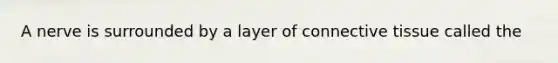 A nerve is surrounded by a layer of connective tissue called the