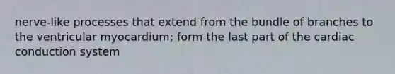 nerve-like processes that extend from the bundle of branches to the ventricular myocardium; form the last part of the cardiac conduction system