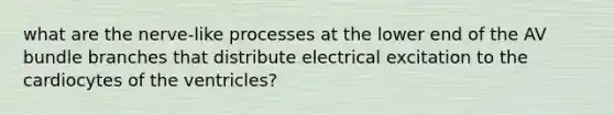 what are the nerve-like processes at the lower end of the AV bundle branches that distribute electrical excitation to the cardiocytes of the ventricles?