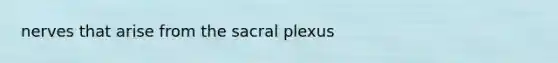 nerves that arise from the sacral plexus