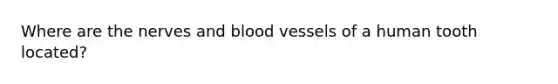 Where are the nerves and blood vessels of a human tooth located?