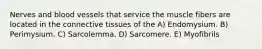 Nerves and blood vessels that service the muscle fibers are located in the connective tissues of the A) Endomysium. B) Perimysium. C) Sarcolemma. D) Sarcomere. E) Myofibrils