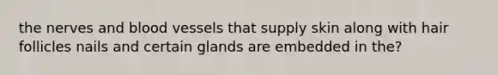 the nerves and blood vessels that supply skin along with hair follicles nails and certain glands are embedded in the?