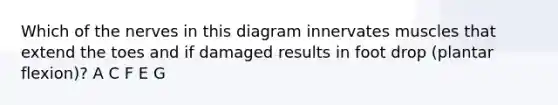 Which of the nerves in this diagram innervates muscles that extend the toes and if damaged results in foot drop (plantar flexion)? A C F E G