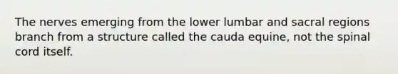 The nerves emerging from the lower lumbar and sacral regions branch from a structure called the cauda equine, not the spinal cord itself.