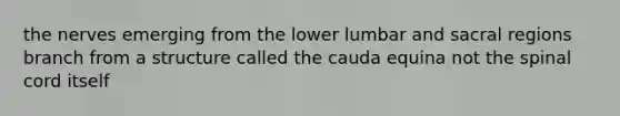 the nerves emerging from the lower lumbar and sacral regions branch from a structure called the cauda equina not <a href='https://www.questionai.com/knowledge/kkAfzcJHuZ-the-spinal-cord' class='anchor-knowledge'>the spinal cord</a> itself