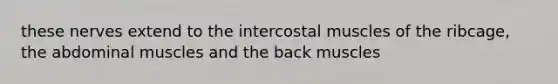 these nerves extend to the intercostal muscles of the ribcage, the abdominal muscles and the back muscles