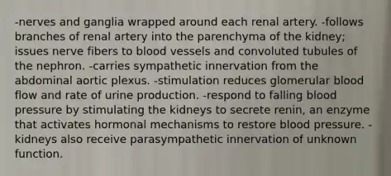 -nerves and ganglia wrapped around each renal artery. -follows branches of renal artery into the parenchyma of the kidney; issues nerve fibers to blood vessels and convoluted tubules of the nephron. -carries sympathetic innervation from the abdominal aortic plexus. -stimulation reduces glomerular blood flow and rate of urine production. -respond to falling blood pressure by stimulating the kidneys to secrete renin, an enzyme that activates hormonal mechanisms to restore blood pressure. -kidneys also receive parasympathetic innervation of unknown function.