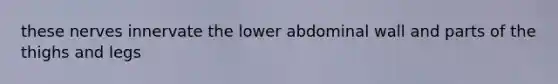 these nerves innervate the lower abdominal wall and parts of the thighs and legs