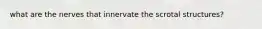 what are the nerves that innervate the scrotal structures?