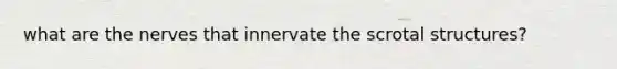 what are the nerves that innervate the scrotal structures?