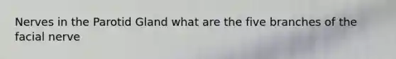 Nerves in the Parotid Gland what are the five branches of the facial nerve