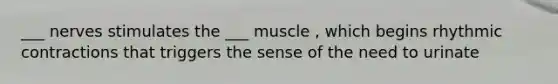 ___ nerves stimulates the ___ muscle , which begins rhythmic contractions that triggers the sense of the need to urinate