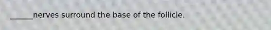 ______nerves surround the base of the follicle.