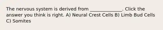 The nervous system is derived from ______________. Click the answer you think is right. A) Neural Crest Cells B) Limb Bud Cells C) Somites