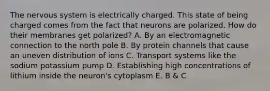 The nervous system is electrically charged. This state of being charged comes from the fact that neurons are polarized. How do their membranes get polarized? A. By an electromagnetic connection to the north pole B. By protein channels that cause an uneven distribution of ions C. Transport systems like the sodium potassium pump D. Establishing high concentrations of lithium inside the neuron's cytoplasm E. B & C