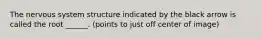 The nervous system structure indicated by the black arrow is called the root ______. (points to just off center of image)