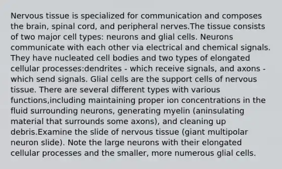 Nervous tissue is specialized for communication and composes the brain, spinal cord, and peripheral nerves.The tissue consists of two major cell types: neurons and glial cells. Neurons communicate with each other via electrical and chemical signals. They have nucleated cell bodies and two types of elongated cellular processes:dendrites - which receive signals, and axons - which send signals. Glial cells are the support cells of nervous tissue. There are several different types with various functions,including maintaining proper ion concentrations in the fluid surrounding neurons, generating myelin (aninsulating material that surrounds some axons), and cleaning up debris.Examine the slide of nervous tissue (giant multipolar neuron slide). Note the large neurons with their elongated cellular processes and the smaller, more numerous glial cells.