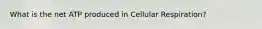 What is the net ATP produced in Cellular Respiration?