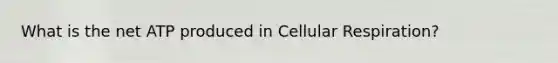 What is the net ATP produced in Cellular Respiration?